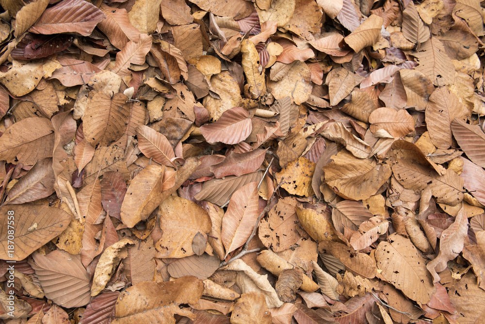The leaves are stacked on the floor The leaves are stacked on the floor