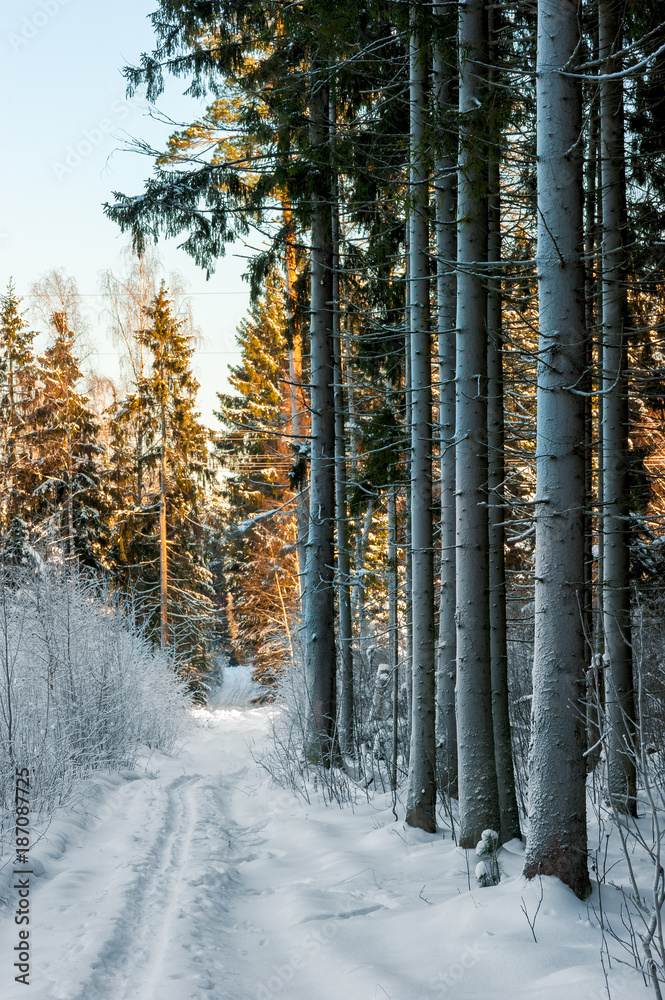 Obraz premium landscape of winter forest vertical photo from Russia