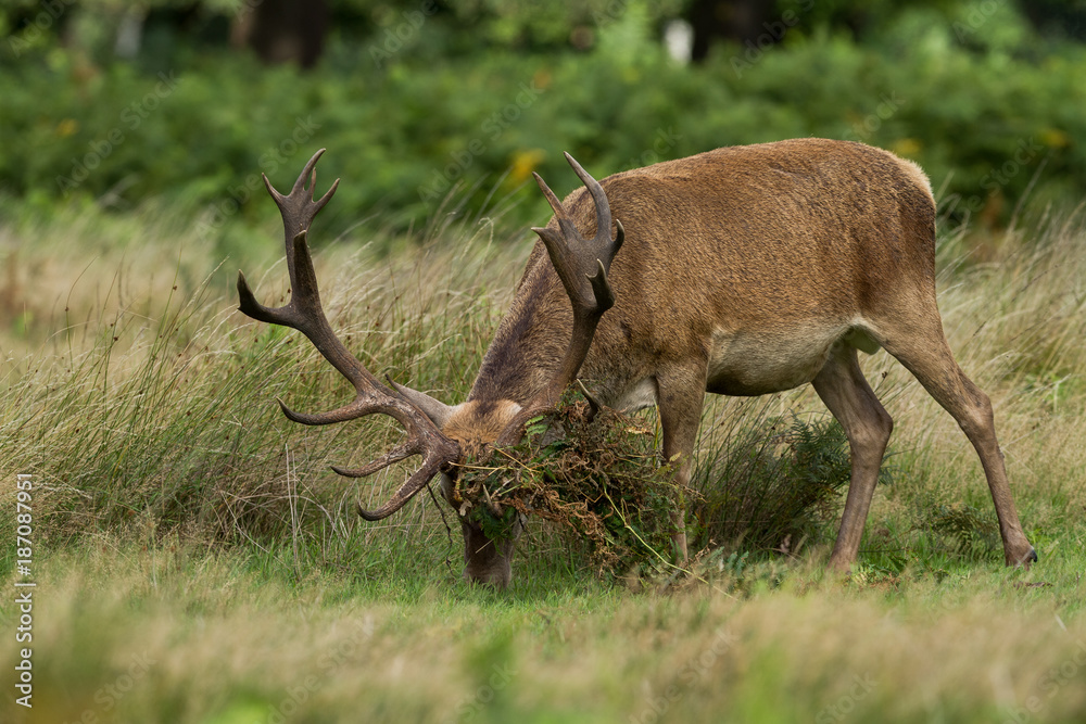 Red Deer - Cerf Rouge