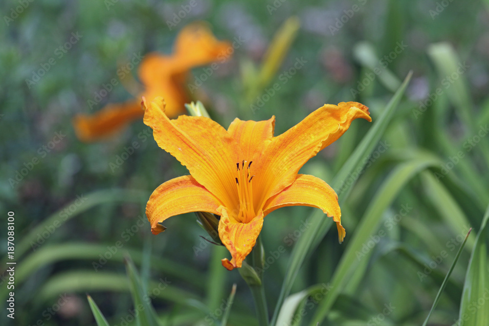 Obraz premium Feuer-Lilie