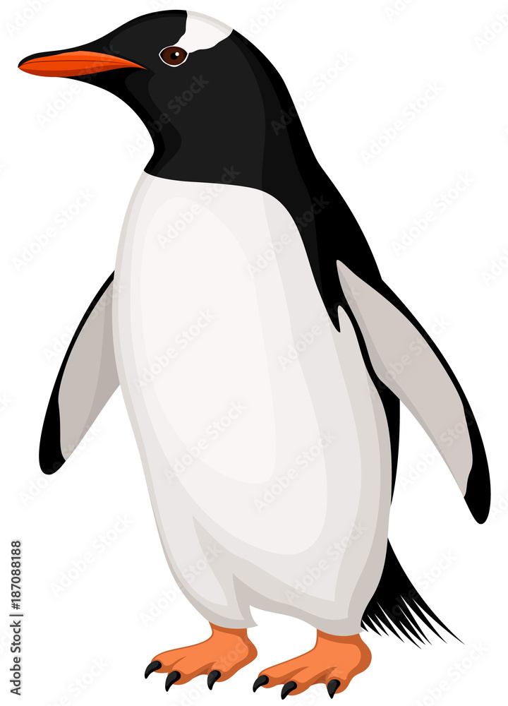 Obraz premium Ilustracja wektorowa pingwina białobrego.
