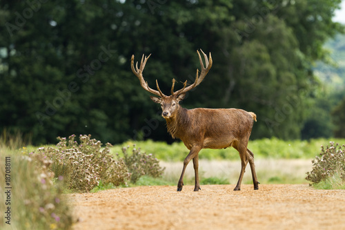 Red Deer - Cerf Rouge
