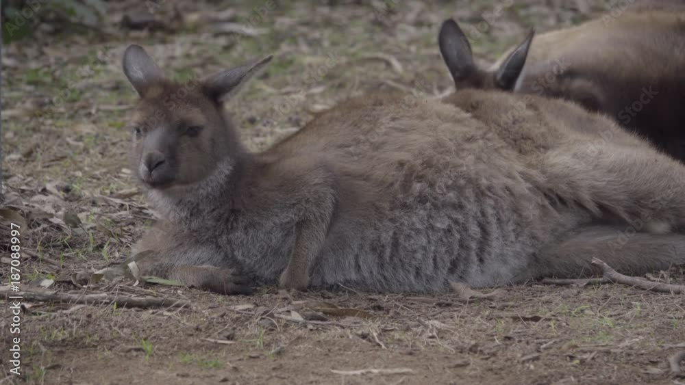 Group of wallaby kangaroos resting Group of wallaby kangaroos resting