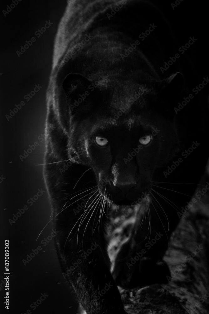 Fotografie, Obraz Black Panther - Panthère Noir | Posters.cz