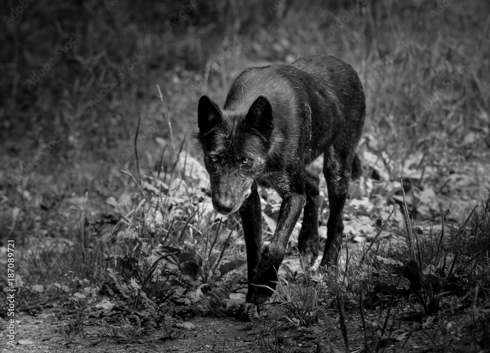 Naklejka premium Loup Noir - Black Wolf