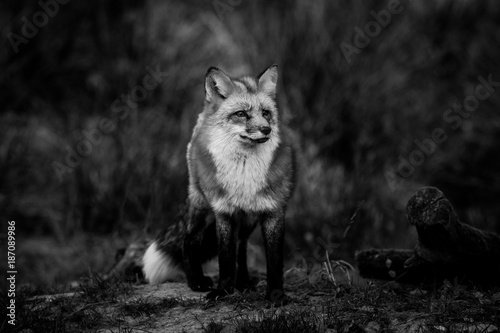 Red Fox - Renard Roux