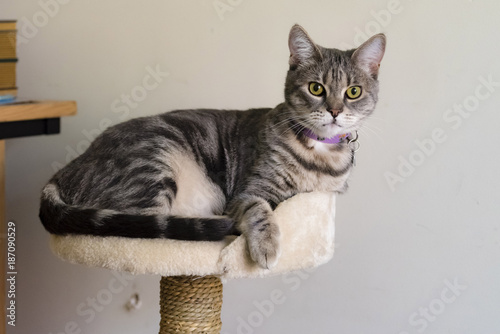 Fotografie Grey striped cat lying on cat furniture