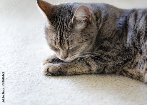 Gray striped cat sleeping. Grey tabby cat lying on carpet.