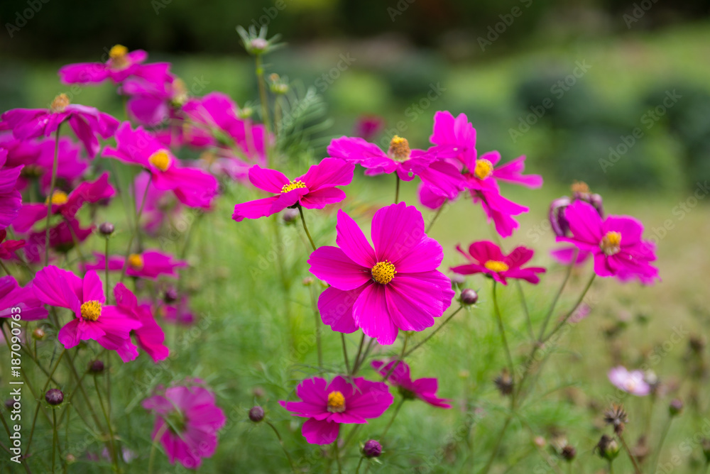 Beautiful Cosmos flowers bloom in spring.