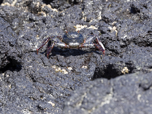 Black rock crab, on lava ravines of Isabela Island, Galapagos, Ecuador