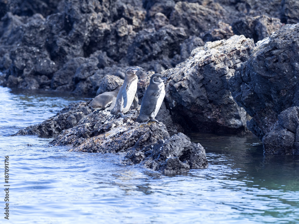 Galapagos Penguin, Spheniscus mendiculus, is the only penguin living in
