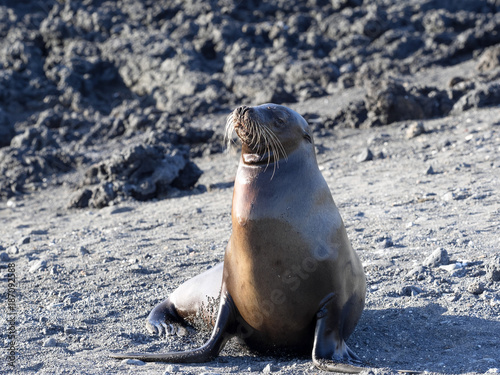 Galápagos sea lion, Zalophus wollebaeki, on the coast of Isabela Island, Galapagos, Ecuador