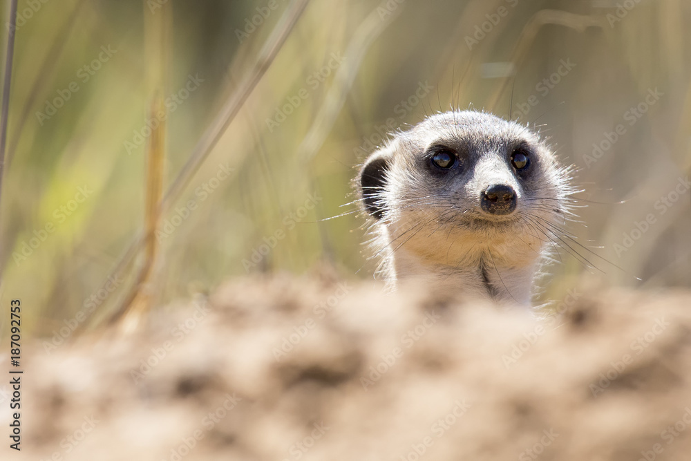 Fototapeta premium Suricate peeks from the safety of its den in sandy soil of the Kalahari