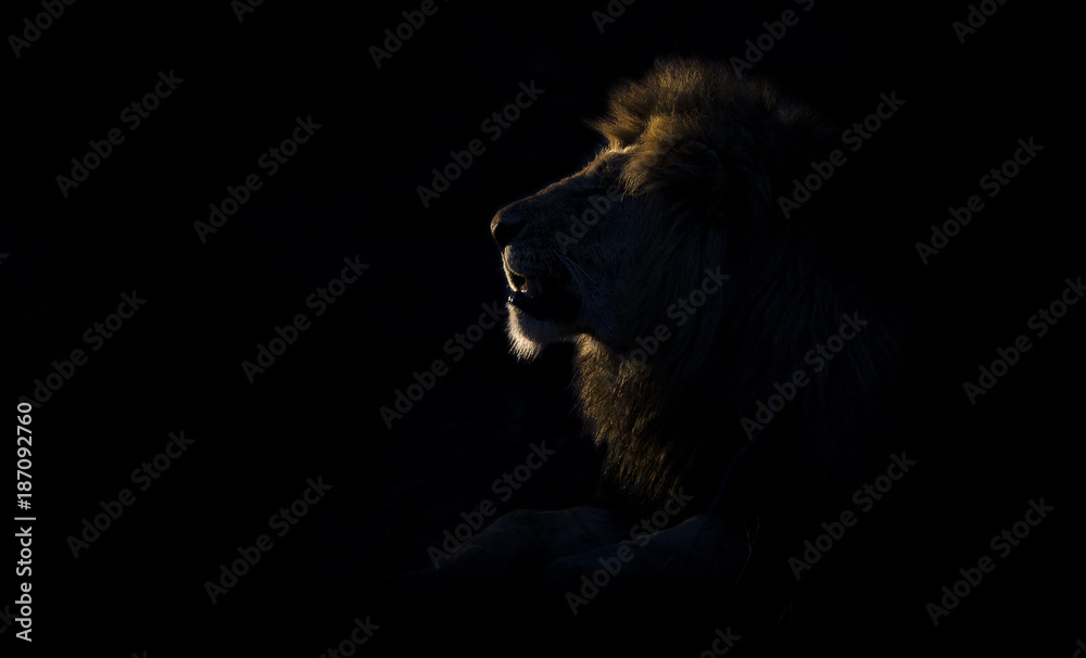 Fototapeta premium Sylwetka dorosłego samca lwa z ogromną grzywą odpoczywającej w ciemności