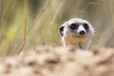 Suricate peeks from the safety of its den in sandy soil of the Kalahari