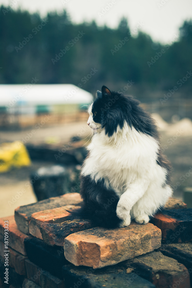 Portrait of beautiful black and white rural cat