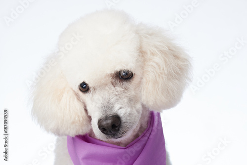 Portrait of cute groomed dog