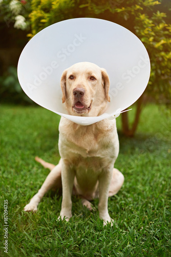 Fototapeta Naklejka Na Ścianę i Meble -  Labrador dog vet patient