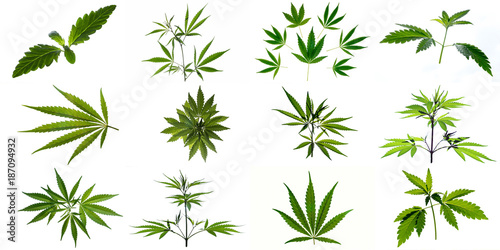 A set of images of plants and leaves of marijuana. Isolated on white background.