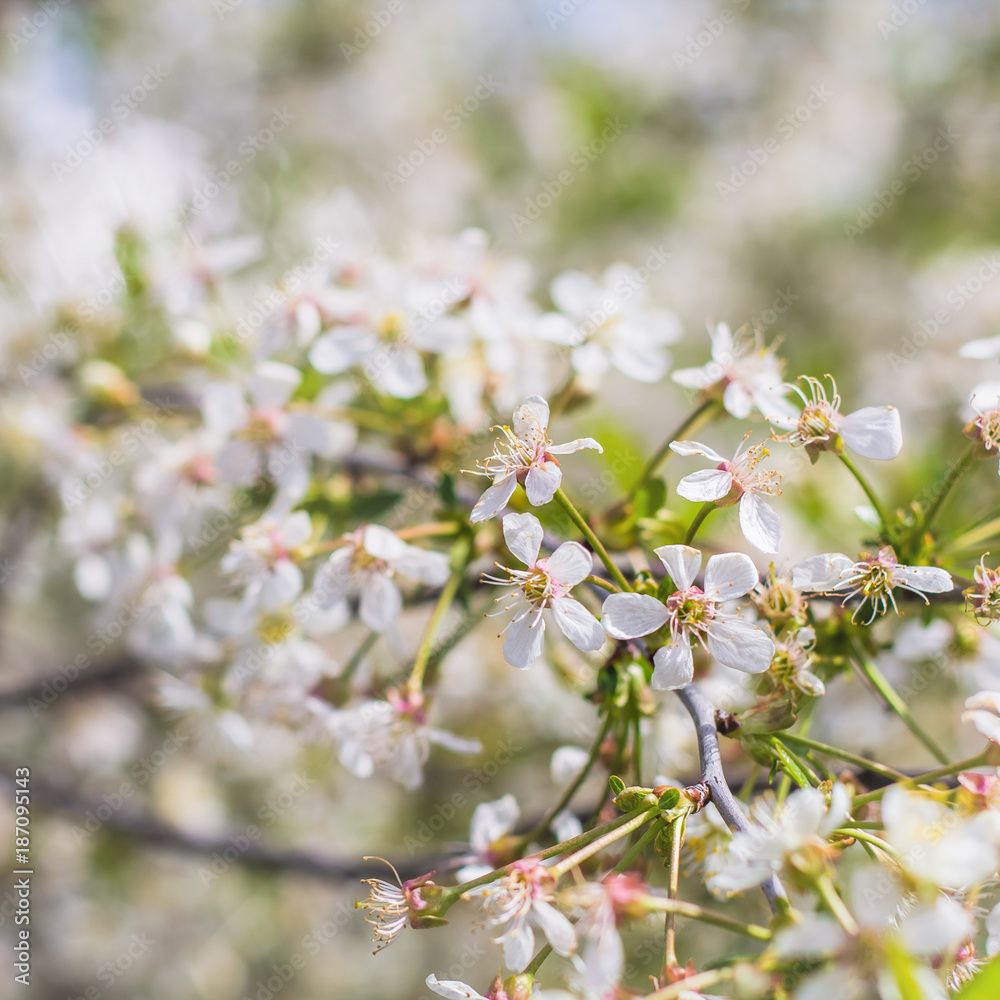 Naklejka blossoming branch of white flowers of apple tree