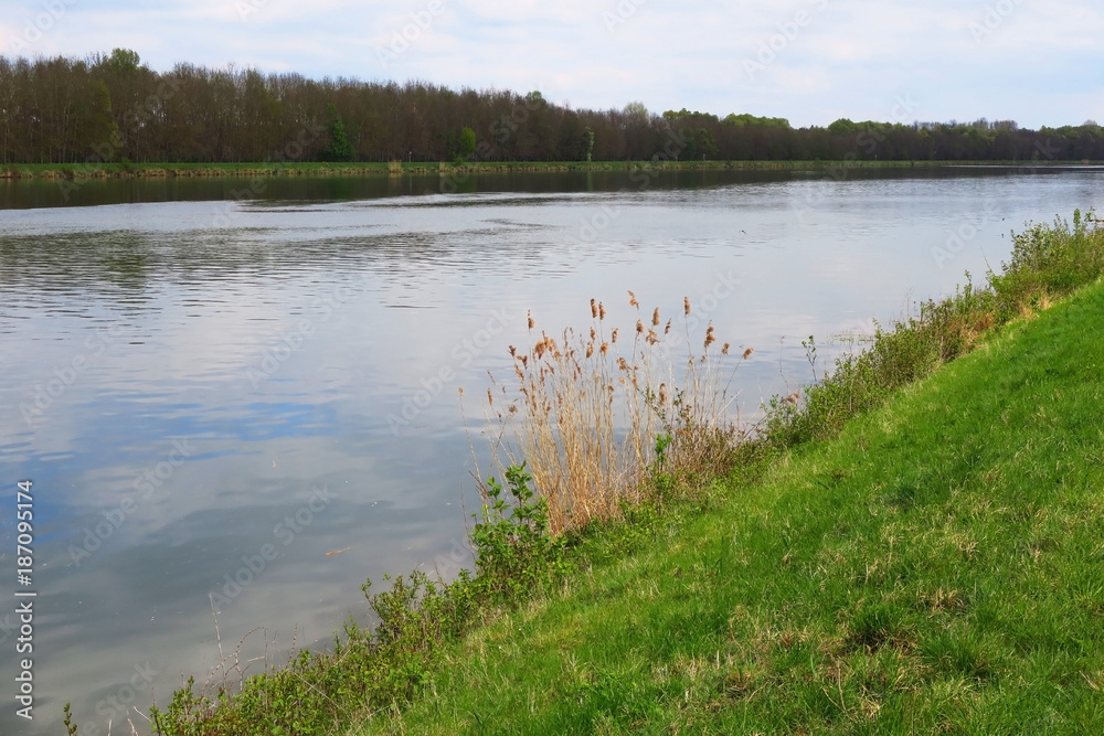 Schilf am Donauufer bei Tapfheim, Bayern, Deutschland Schilf am Donauufer bei Tapfheim, Bayern, Deutschland