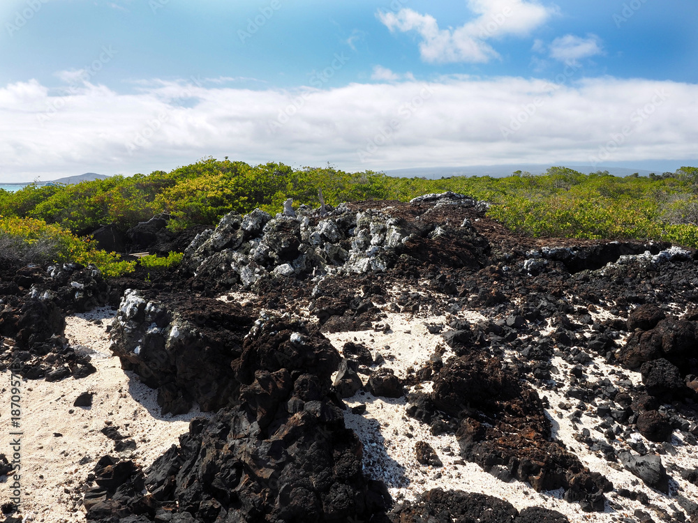 The southern island of Isabela, Galapagos, Ecuador The southern island of Isabela, Galapagos, Ecuador