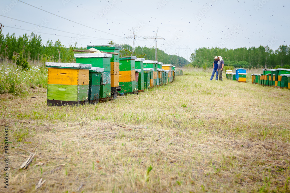 Row of beehives on the pasture, apiary, Bee farm Row of beehives on the pasture, apiary, Bee farm