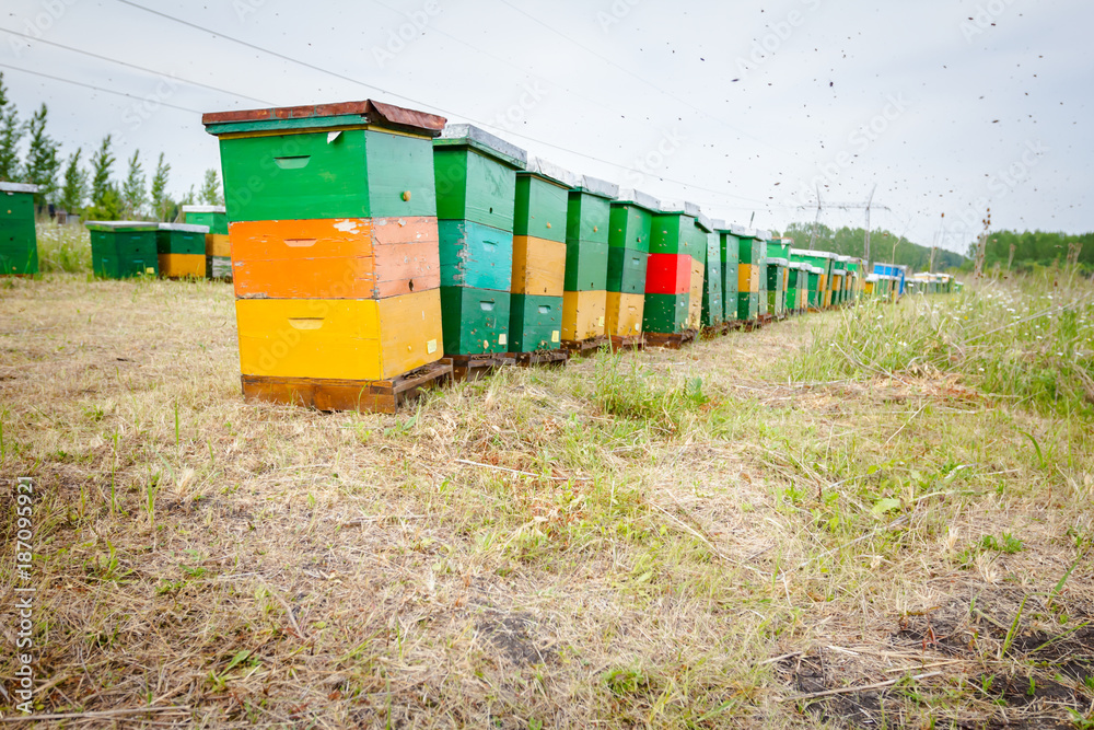 Row of beehives on the pasture, apiary, Bee farm Row of beehives on the pasture, apiary, Bee farm