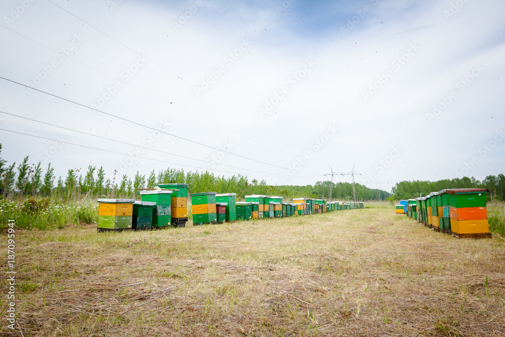 Row of beehives on the pasture, apiary, Bee farm Row of beehives on the pasture, apiary, Bee farm