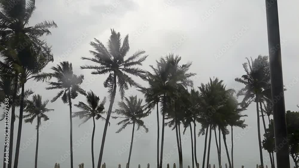 Monsoon season with strong wind and heavy rain on tropical island Monsoon season with strong wind and heavy rain on tropical island