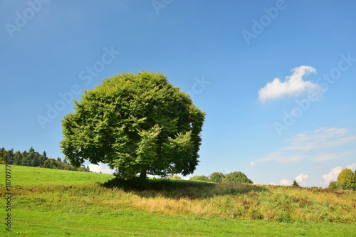 Landschaft zwischen Ursenbach und Oberflockenbach im Odenwald – Rotbuche photo