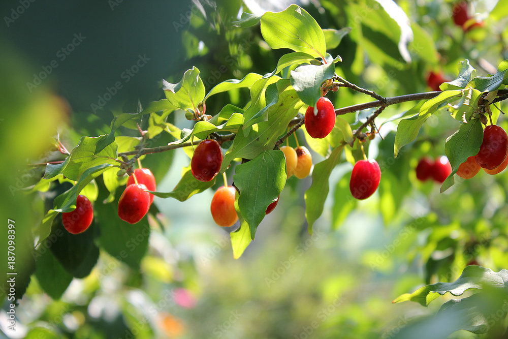 Dogwood, Dog-tree. Red berry.