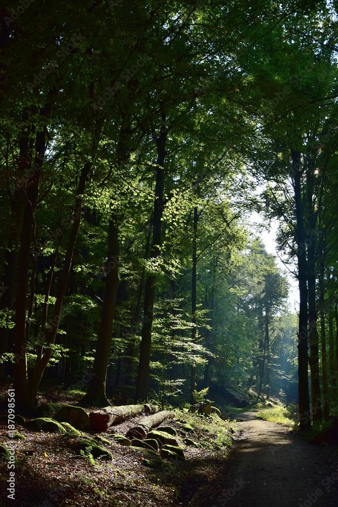 Obraz premium Wald zwischen Ursenbach und Oberflockenbach im Odenwald