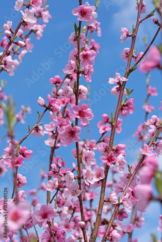 Blühender Pfirsichbaum, Frühling