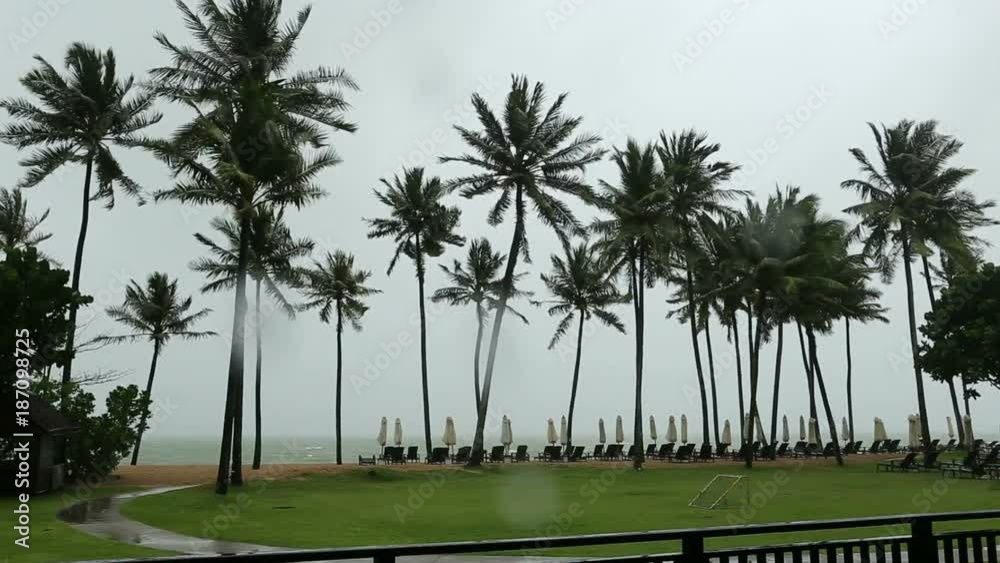 Monsoon season with coconut tree on the beach blowing in the wind with umbrella and beach chair Monsoon season with coconut tree on the beach blowing in the wind with umbrella and beach chair