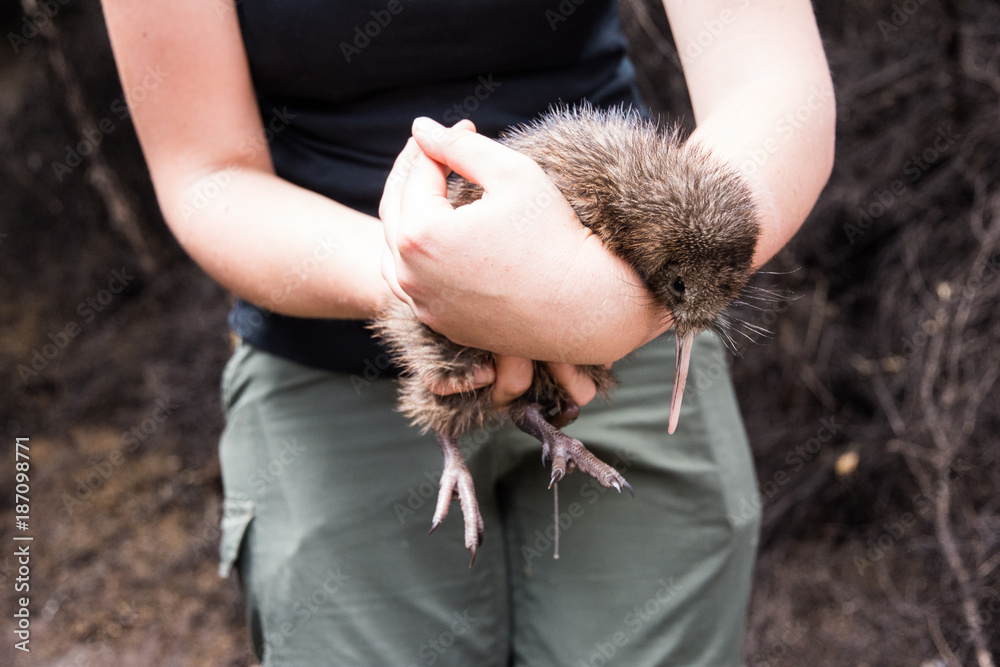 Φωτογραφία Baby kiwi bird being nursed in bird nursery in Cape Kidnappers nature preserve,