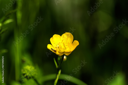 The buttercup flower growing on a summer meadow.
