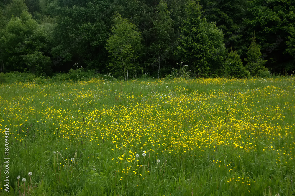 A spring meadow of the blossoming buttercups on a spring meadow.