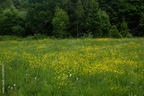 Obraz na płótnie A spring meadow of the blossoming buttercups on a spring meadow. w salonie
