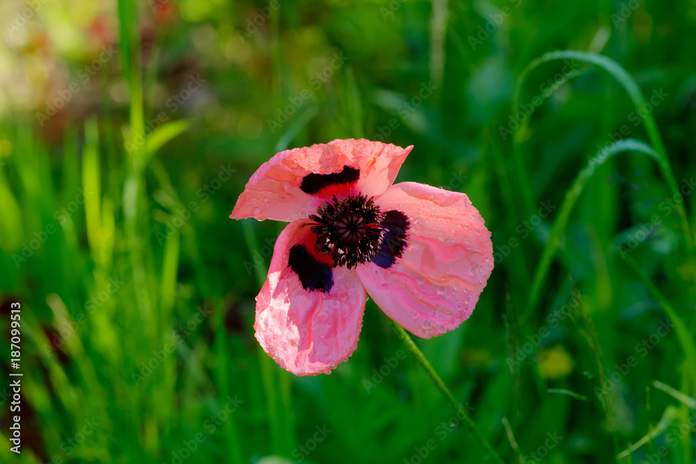 A flower of the poppy growing in a summer garden.