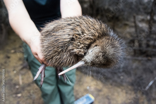 Baby kiwi bird being nursed in bird nursery in Cape Kidnappers nature preserve, New Zealand