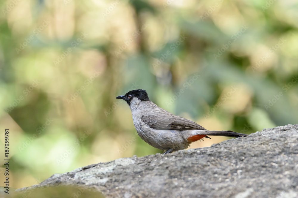 Fototapeta premium Sooty-headed bulbul in the forest with green bokeh background , Thailand