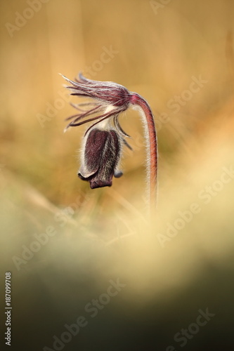 Pulsatilla pratensis. They grow in sunny and bright places. For example, on rocky and grassy slopes. On meadows, steppes or in the woods. It is a thermophilic species. Wild nature. Beautiful picture. 