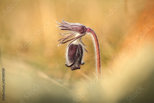 Pulsatilla pratensis. They grow in sunny and bright places. For example  on rocky and grassy slopes. On meadows  steppes or in the woods. It is a thermophilic species. Wild nature. Beautiful picture. 