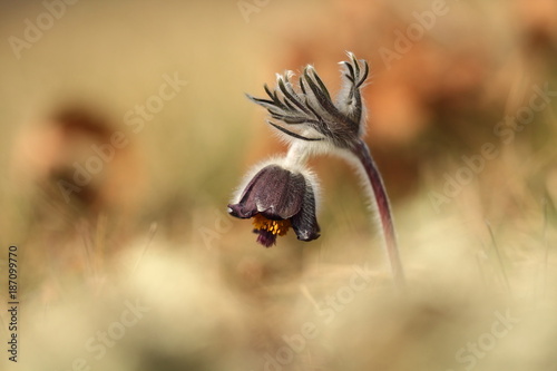 Pulsatilla pratensis. They grow in sunny and bright places. For example, on rocky and grassy slopes. On meadows, steppes or in the woods. It is a thermophilic species. Wild nature. Beautiful picture. 