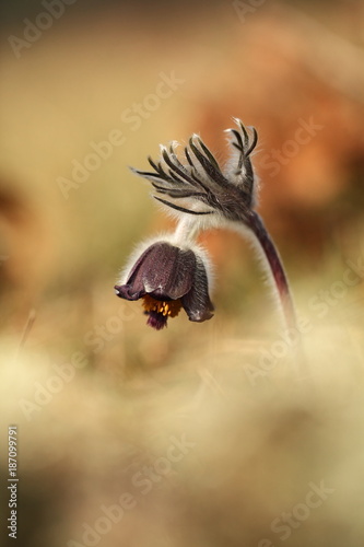 Pulsatilla pratensis. They grow in sunny and bright places. For example, on rocky and grassy slopes. On meadows, steppes or in the woods. It is a thermophilic species. Wild nature. Beautiful picture.  © Michal