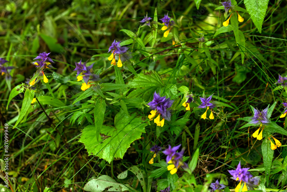 Melampyrum. Field flower. The flower of a cowwheat growing on a summer meadow.