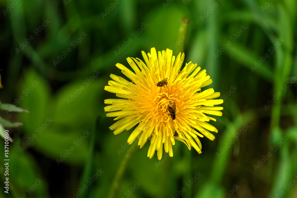 The dandelion flower growing on a summer meadow.