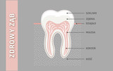 Zdrowy i mocny ząb anatomia. Wektor, grafika, ilustracja, infografika Ai / EPS 10