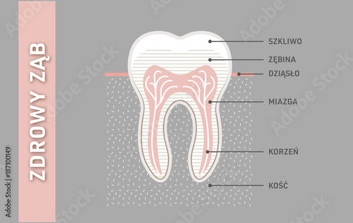 Zdrowy i mocny ząb anatomia. Wektor, grafika, ilustracja, infografika Ai / EPS 10